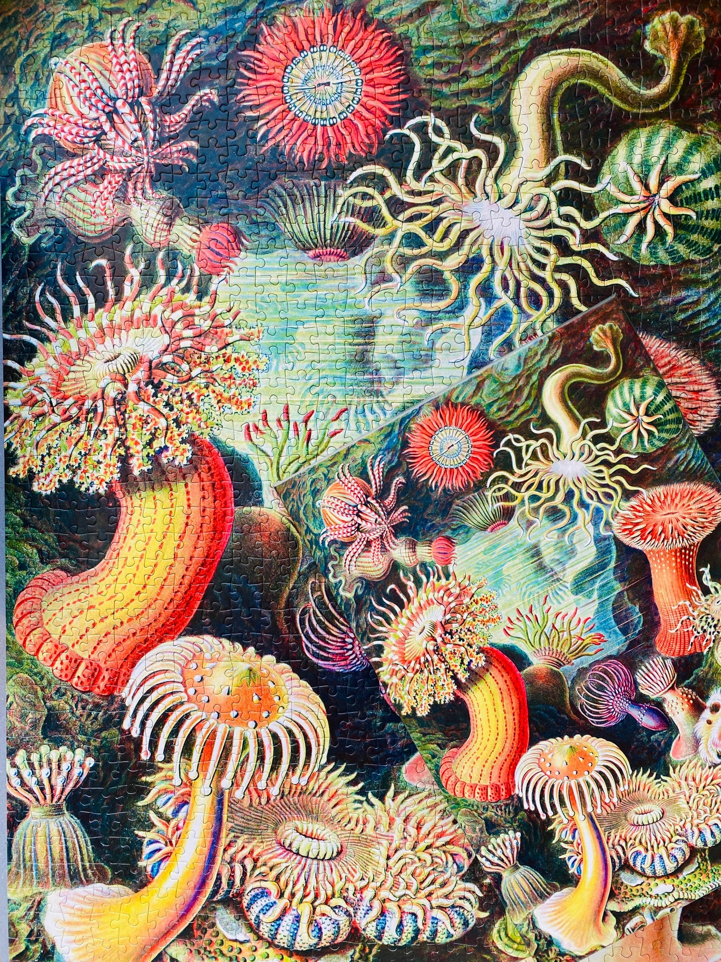 Sea Anemones - Penny Puzzle