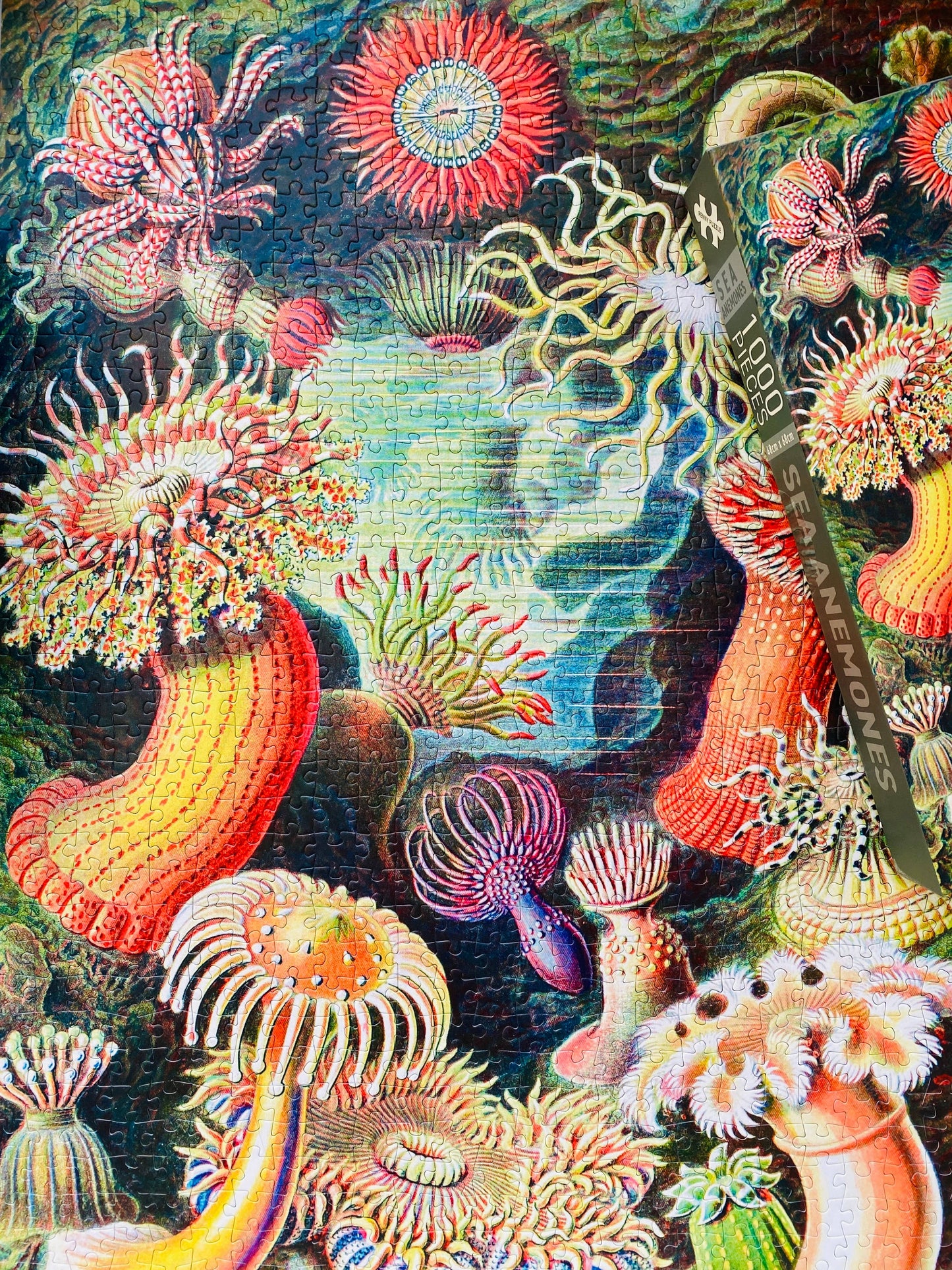 Sea Anemones - Penny Puzzle