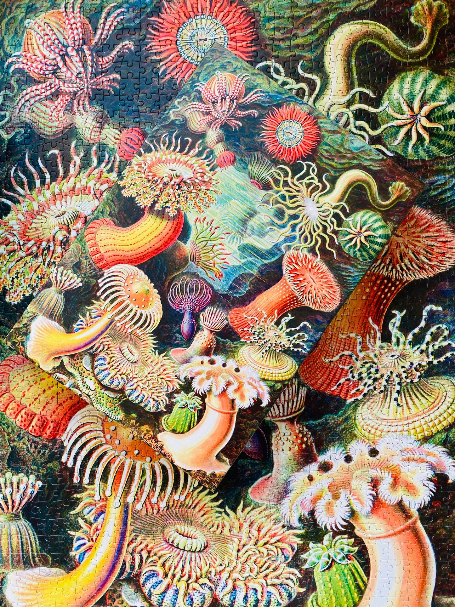 Sea Anemones - Penny Puzzle